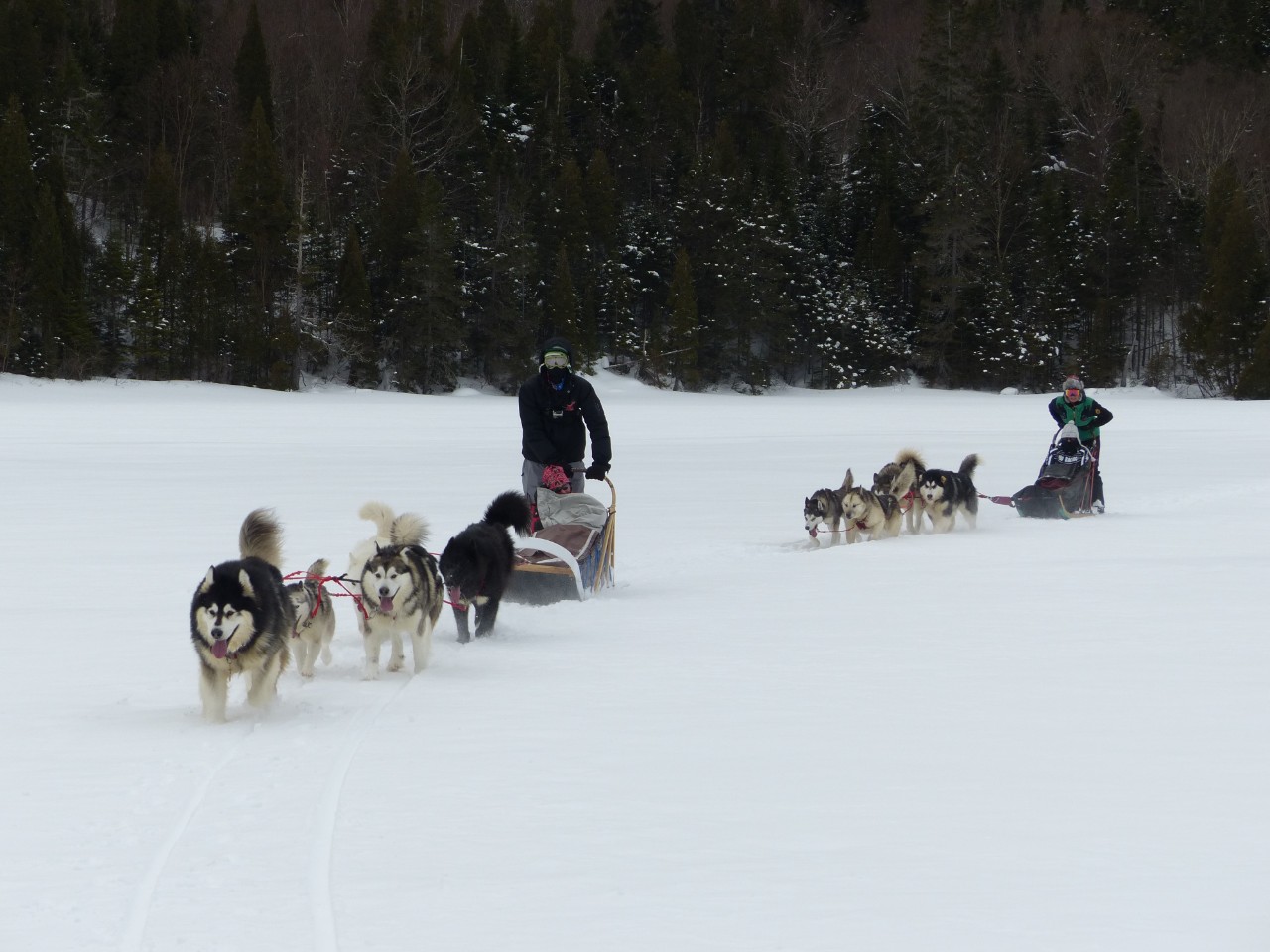 Deux personnes sur deux traineaux tiré par des chiens dans la neige.