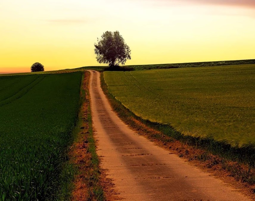 Une route de terre traversant un champ avec deux arbres à l'horizon.