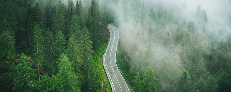 Route bordée de forêt d'arbres vertes.